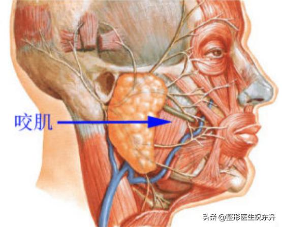 打瘦脸针会不会有什么危害,打瘦脸针有什么危害副作用