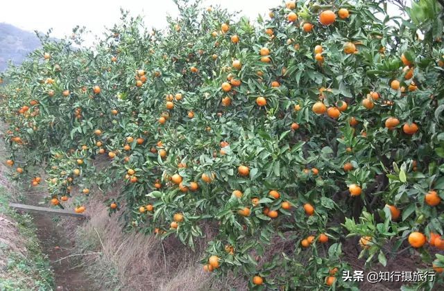 苏州太湖西山岛江浙沪最强攻略,太湖西山岛旅游完整攻略