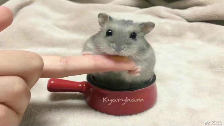 金丝熊仓鼠两只一起养怎么养,分享日常养宠经验之仓鼠