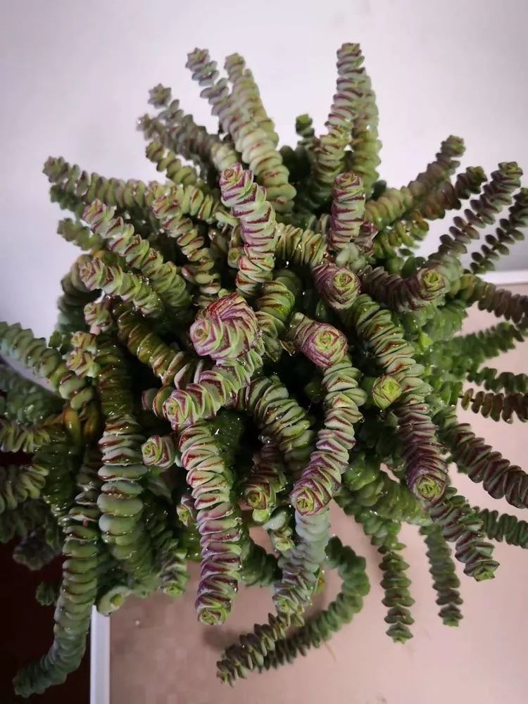 一花一世界多肉园艺,一花一世界一叶一菩提多肉植物