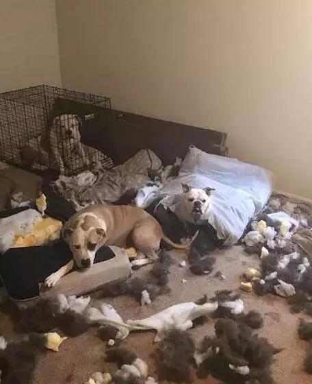 哈士奇把主人的家拆了,被哈士奇拆的家