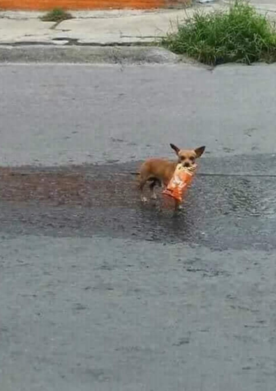 隔离中零食没了，主人灵机一动“派狗代购”，最后他被感动哭了