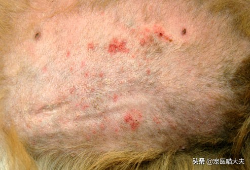 狗狗局部掉毛皮肤病,狗狗掉毛皮肤痒怎么治