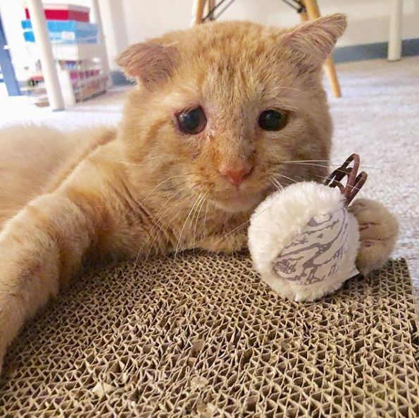 房东不准养猫谁能把猫领养,租房时房东不让养猫然后发了图片