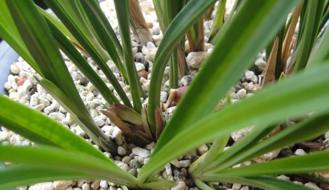 建兰不开花怎么办,建兰花期推迟的原因