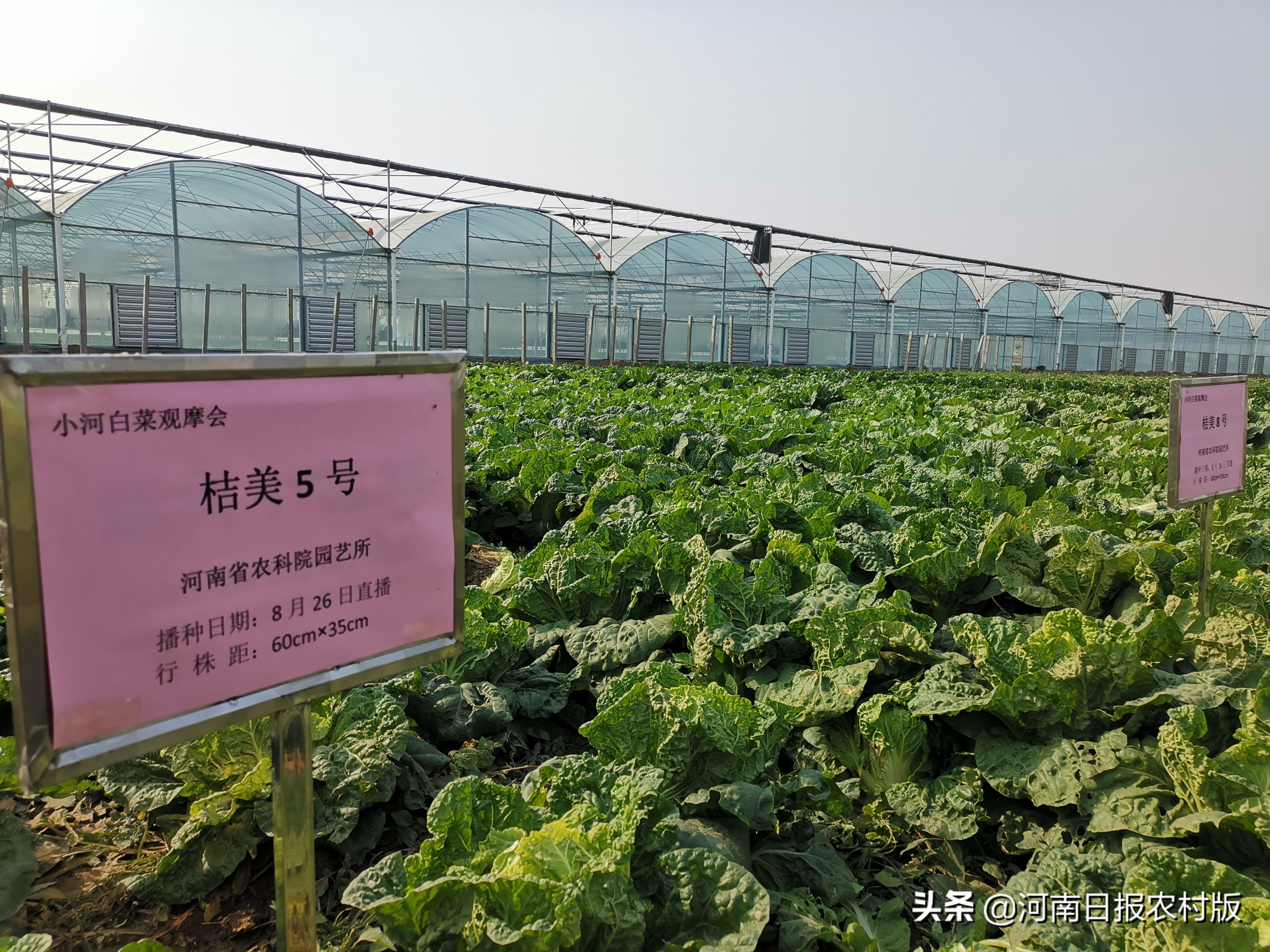 一颗白菜如何迸发巨大能量？品质品牌叠加，科研科技支撑！“小河白菜”迎来发展大空间