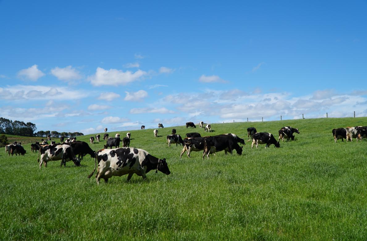 澳洲a2二段奶源,澳洲奶粉奶源是哪里