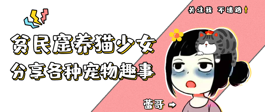 养刺猬太可爱了,养刺猬一周后的体验