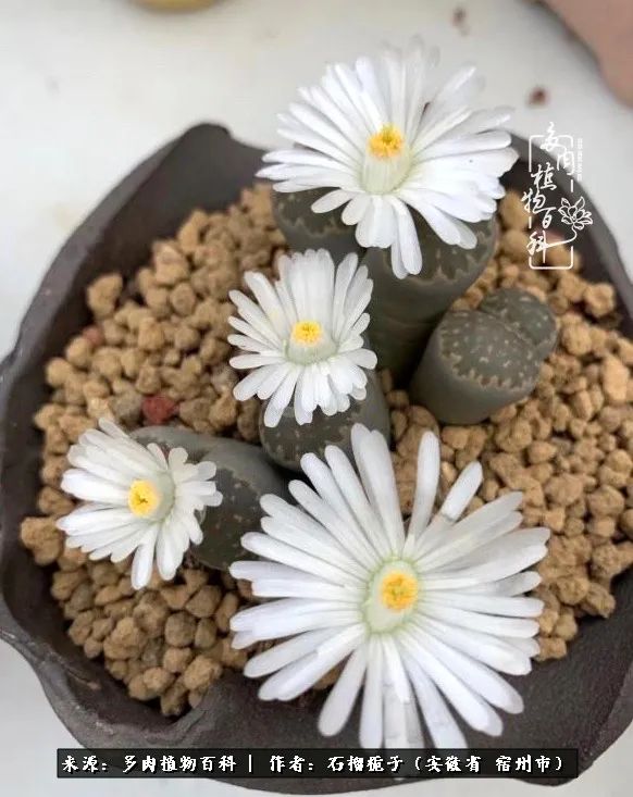 治愈系多肉：何以解忧，唯有多肉