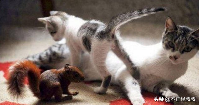 猫咪竟然给幼鼠喂奶,猫咪给兔宝宝喂奶