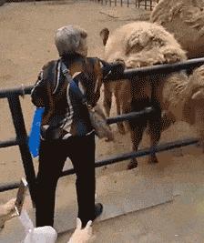 双十一退货被拒赔，都怪羊毛*党**