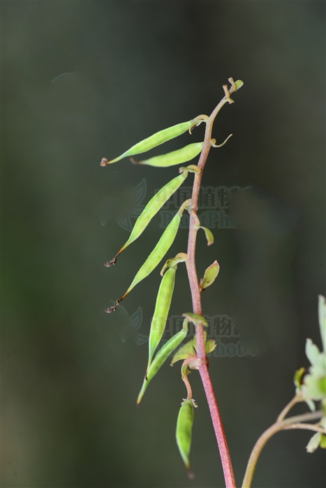 毒蛇泡酒可以治疗跌打损伤吗,毒蛇酒可以治疗跌打损伤吗