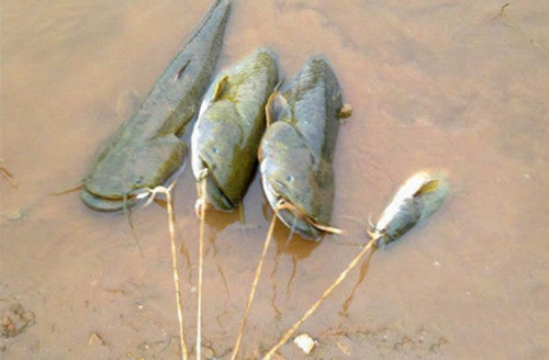 钓小鲶鱼需要打底料吗,钓鲶鱼需要守钓吗