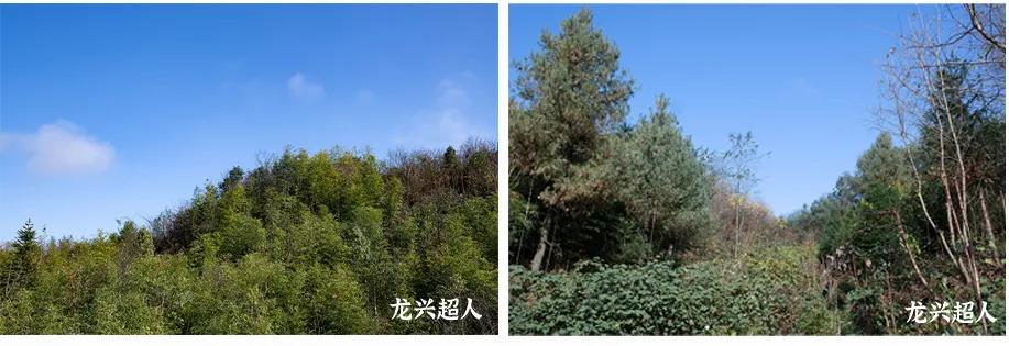 达州道地药材天麻,正宗中药材天麻