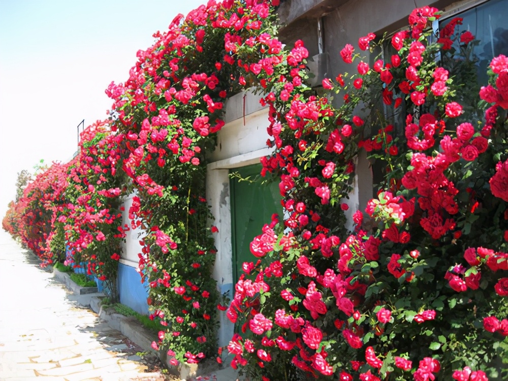 半开放阳台种哪种藤本花,适合室内养的天天都开花的藤科花