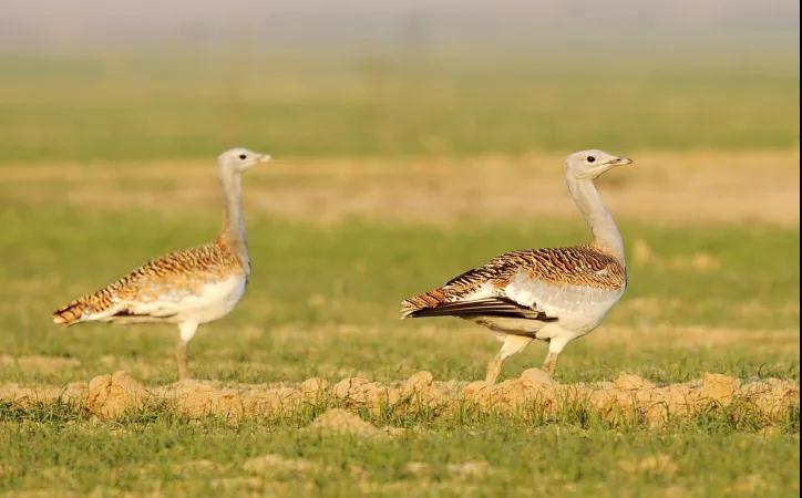 全国林草生物多样性保护成就展,林业生物多样性保护