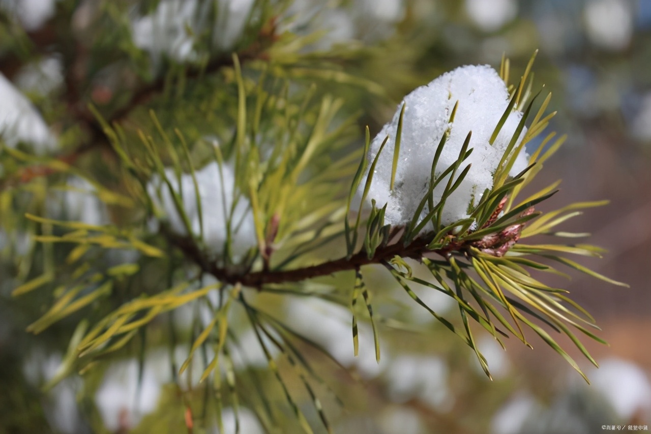 笔直的松树，为什么是坚强的象征？这三首诗词道出了原因