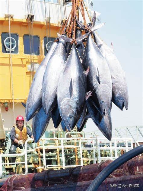 金枪鱼被吃光,金枪鱼被吃掉了