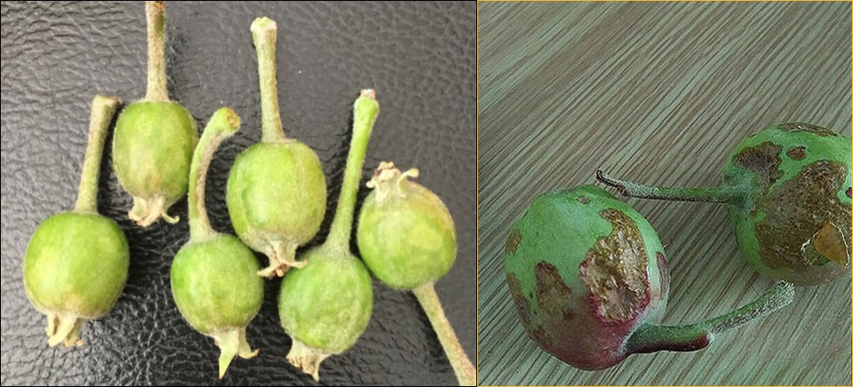 苹果出现斑点，到底是怎么回事？