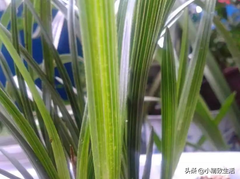 兰花常见五种病害及推荐用药,天气越来越热怎么预防兰花病害