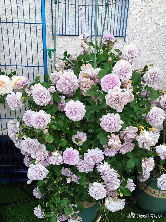 露台打造花海,她用10年改造庭院