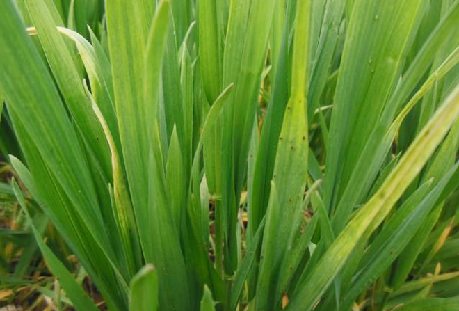 小麦红蜘蛛防治标准是多少,小麦红蜘蛛怎么防治讲座