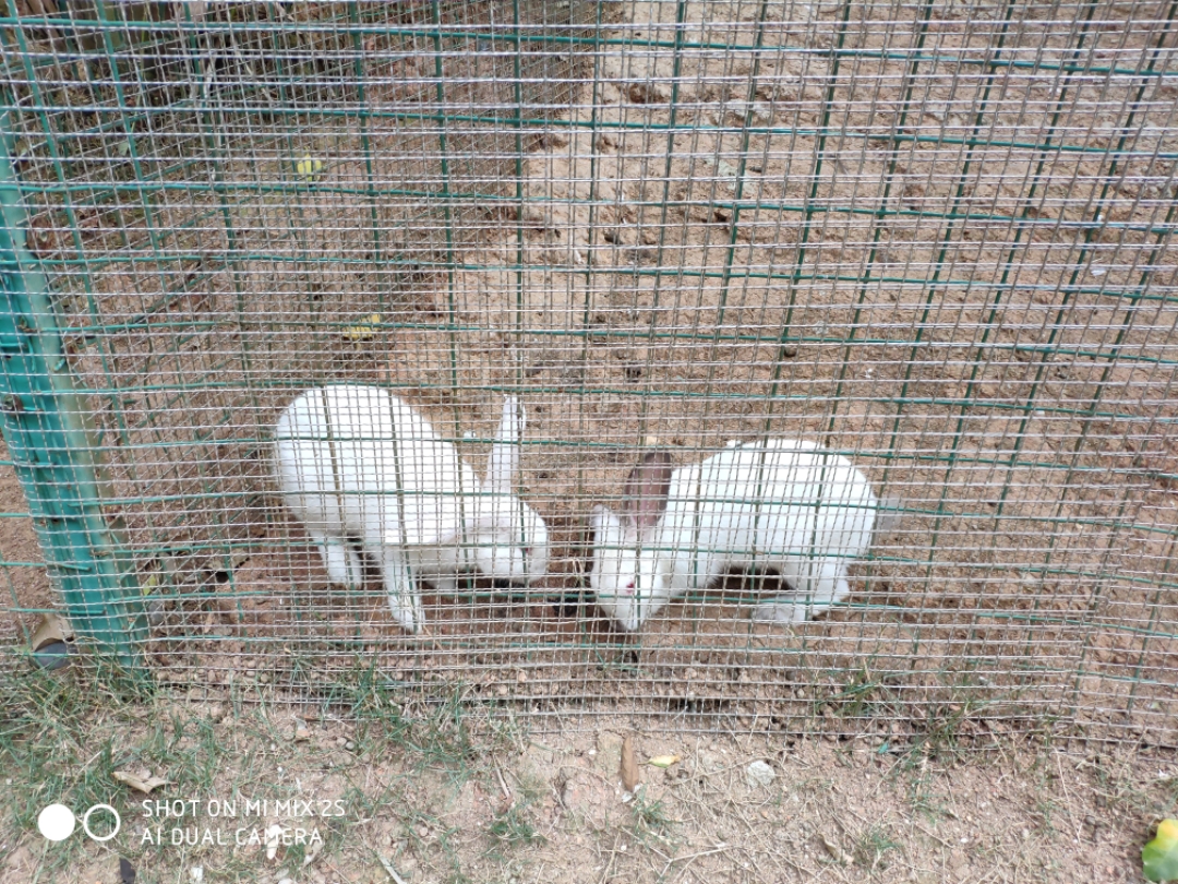 西双版纳希尔顿逸林酒店,西双版纳度假酒店3晚