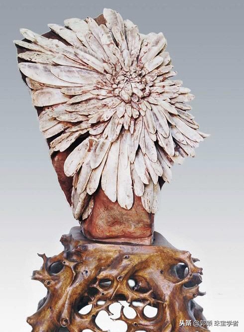 寒冷冬日，让那些永不凋零的“石头花”来温暖你