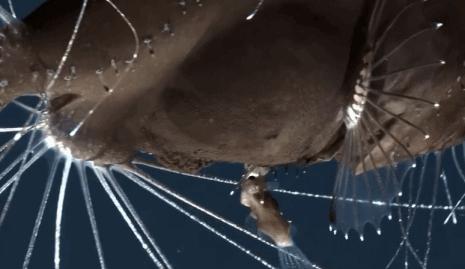 深海的鮟鱇鱼,深海鮟鱇鱼