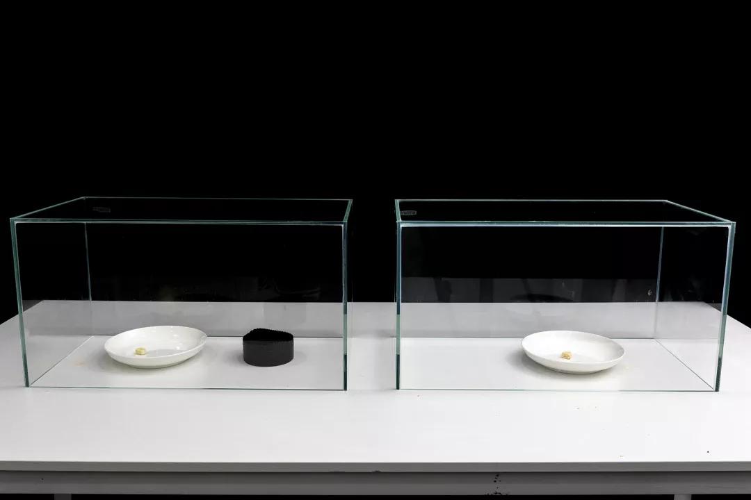 日本除甲醛豆子,日本甲醛清除剂真的有效吗