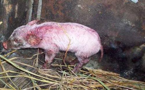 猪坏死性皮炎和渗出性皮炎,猪渗出性皮炎的原因和治疗方案