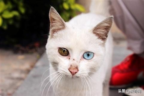 铏愮尗鍥紮浜嬩欢,铏愮尗鍥紮姝讳骸鍚庣画