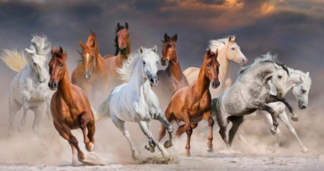 涓滄眽瀹樺憳楠戦┈,鍙や唬瀹樺憳楠戦┈