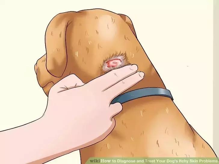 狗狗两腿内侧突然起红疹,狗狗身上起红疹用什么药