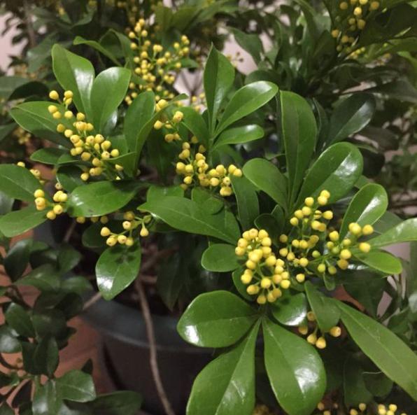 米兰花种植忌讳,米兰花如何过冬和养护