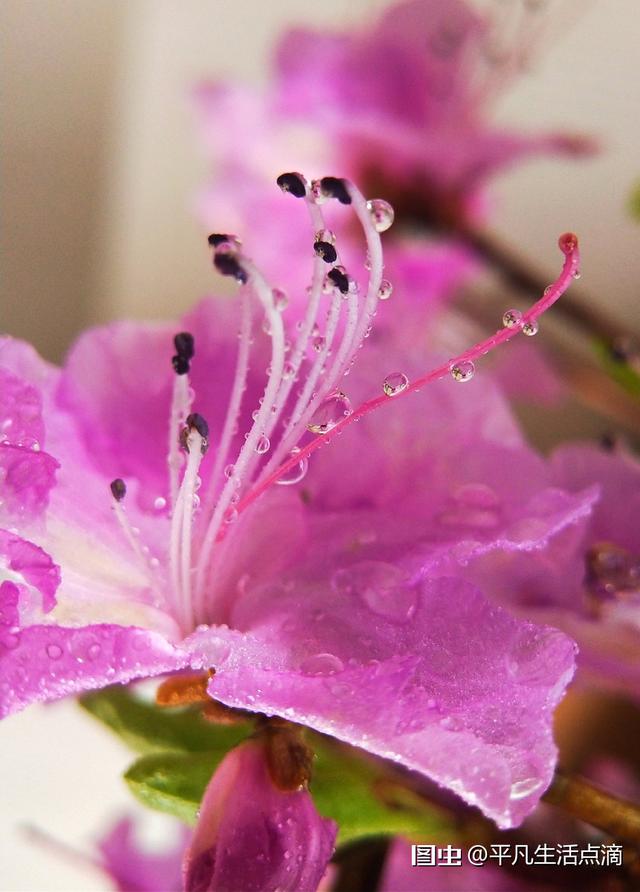 微距摄影后期处理小技巧是什么,微距摄影技巧及配件