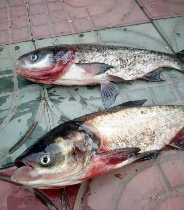 拉网出鱼视频,拉网出鱼