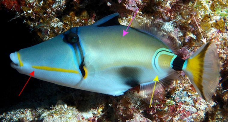 稀有鱼类中的稀有品种，粉红色的深海炮弹鱼你见过吗？