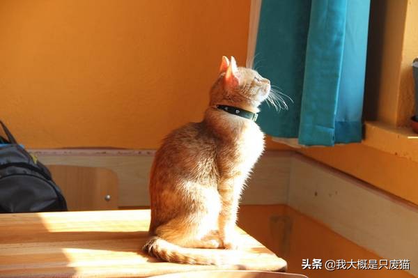 流浪猫托付孩子给人类被嫌弃,托比猫被主人遗弃