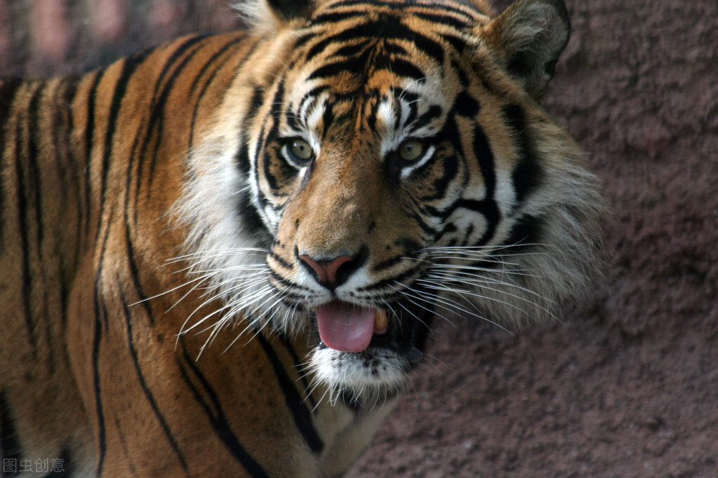 美洲豹是否是最厉害的猫科动物,猫科动物美洲豹战斗力排行