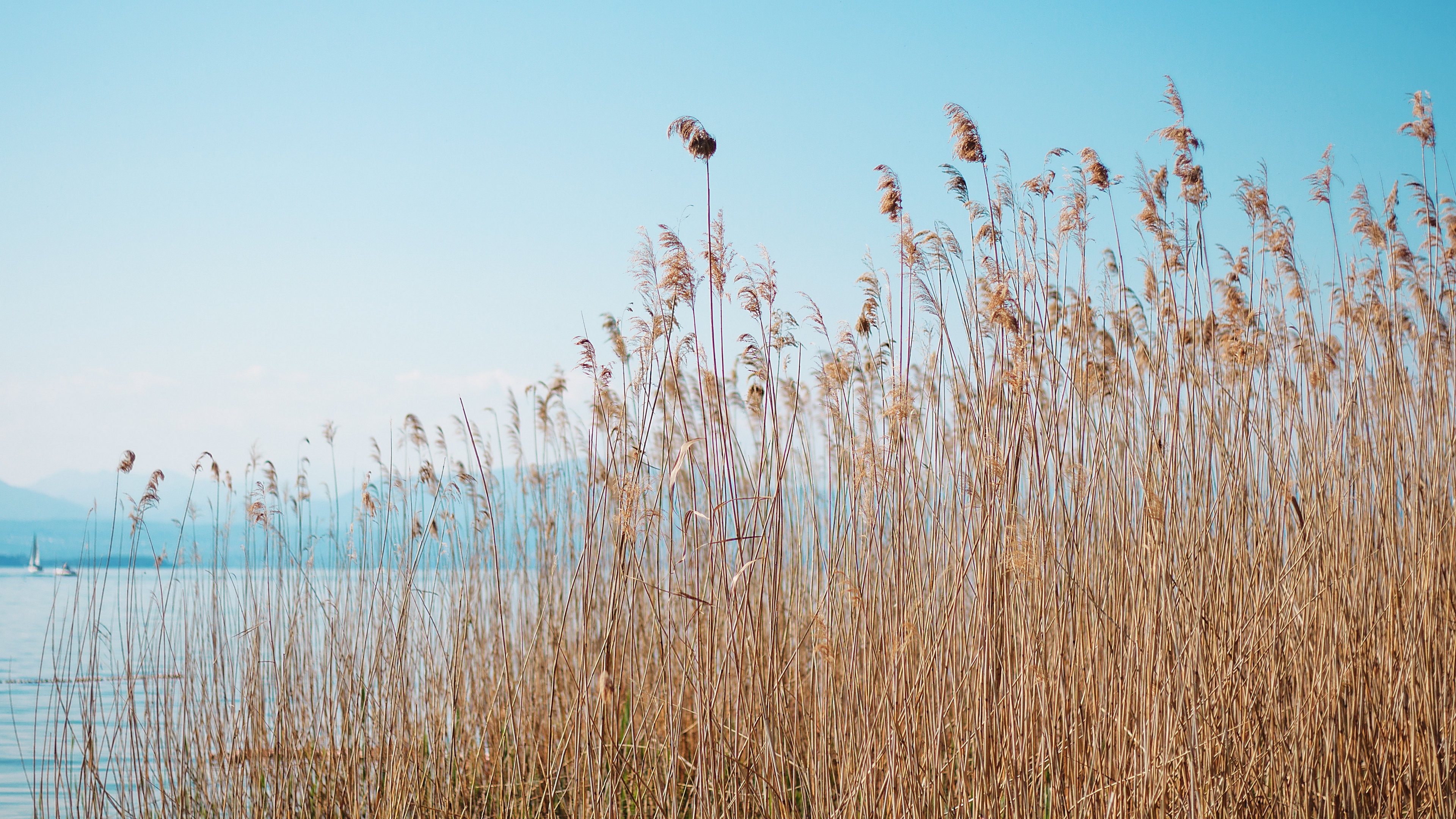 民国奇案妻子美貌丈夫贩毒,民国奇案女子杀夫案