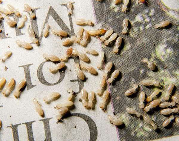 防治白蚁药,白蚁的防治