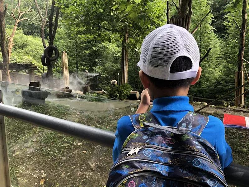 讲解大熊猫,大熊猫科普上课