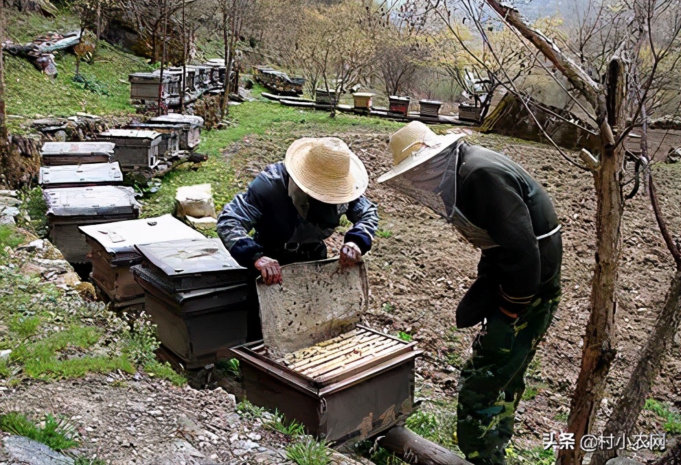 适合农村创业致富的项目有哪些,2021致富新机器