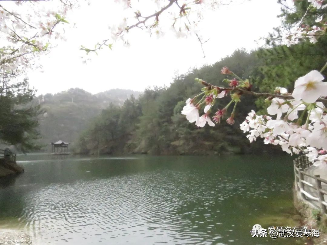 清凉寨樱花烂漫,清凉寨野景