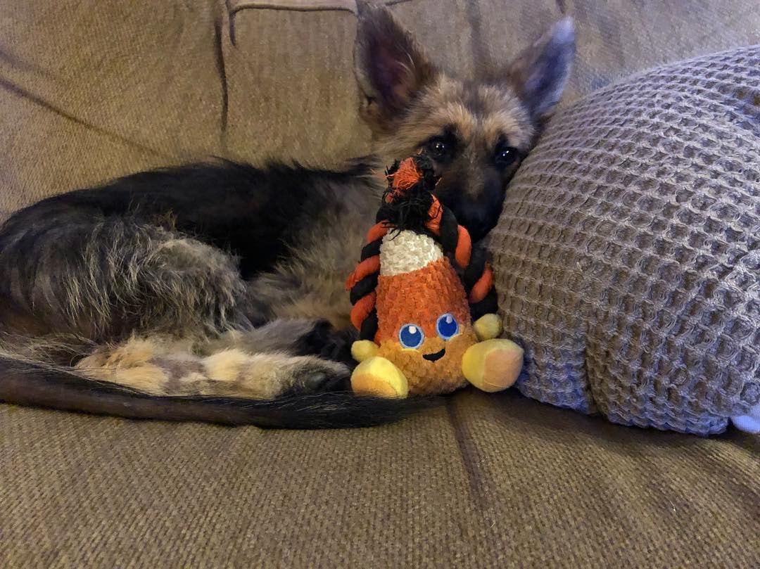 长不大的德国犬种,长得不大的德牧犬