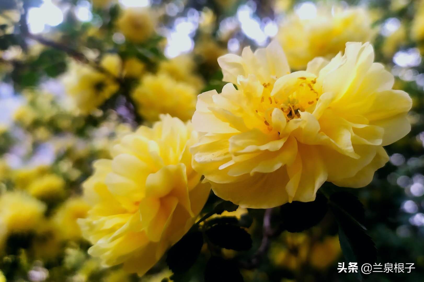 最美黄玫瑰,歌曲黄玫瑰你最美