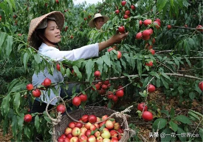 早熟却没占优，跌价近1/3还难卖，网友：中看不中吃
