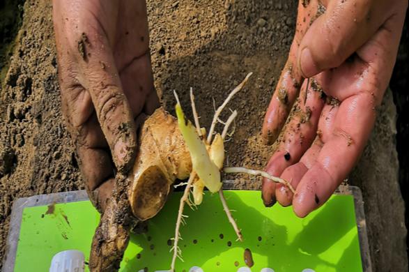 高温天气可以给姜苗覆土吗,高温暴晒天气预警