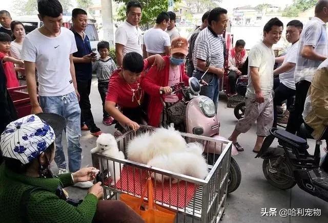 狗市金毛犬最新视频,狗市精品成年金毛犬